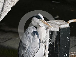 Grey Heron by a lock gate on the Grand Canal in Dublin, Ireland