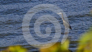 Grey heron, long legged bird in false creek