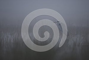 Grey heron  in misty morning