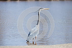Grey heron looking for fish in an Oklahoma pond