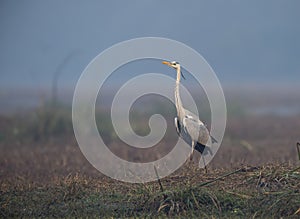 Grey Heron looking for food seen early morning at Bharatpur