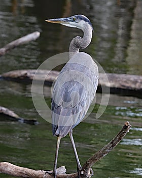 Grey heron looking over river from perch