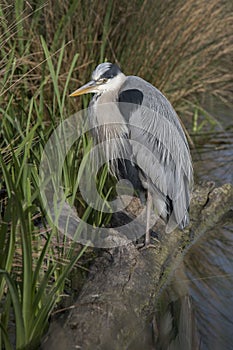 Grey heron looking for food