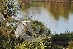 Grey heron on a low tamarisk branch