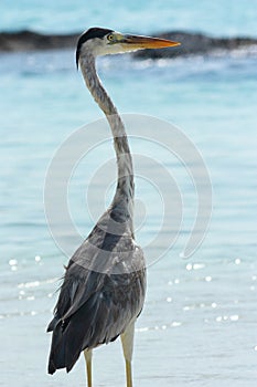 Grey Heron Maldives 2
