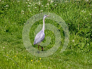 Grey heron in a meadow