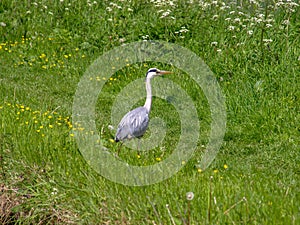 Grey heron in a meadow