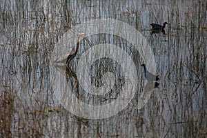 Grey heron and moorhens in water