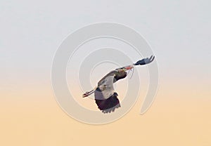 Grey heron in morning flight carrying twig