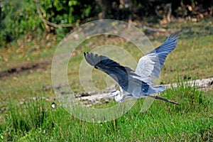 Grey heron, Murchison Falls National Park, Uganda