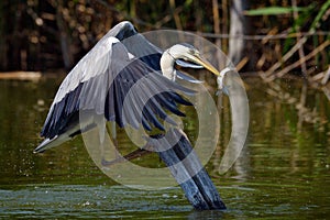 Grey heron in natural habitat ardea cinerea photo