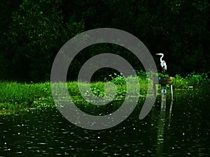 Grey heron in nature reserve