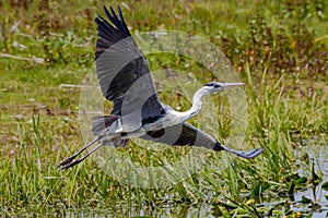 Grey heron near lake shore spreading massive wings in attempt of taking off after fish hunting