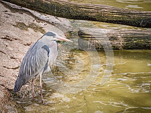 Grey Heron near water photo