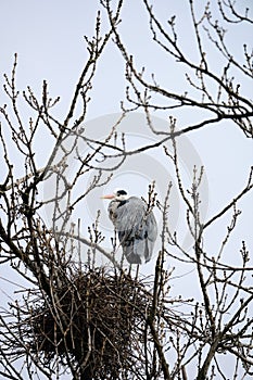 Grey Heron by nest in bare tree