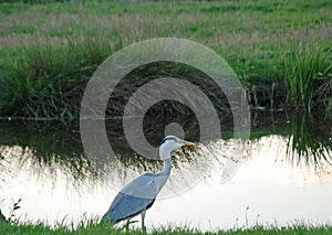 Grey Heron in the Netherlands