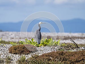 Grey heron in New Zealand