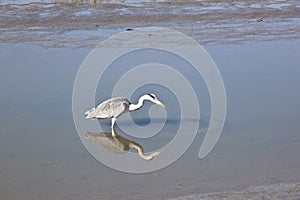 Grey heron in Noordpolderzijl harbour, Netherlands