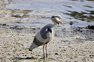 Grey heron with open beaks