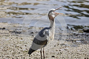 Grey heron with open beaks