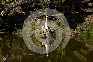 Grey heron open wings , Kruger national park, SOUTH AFRICA