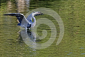 A grey heron opens its wings