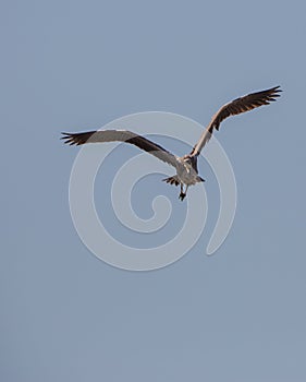 Grey Heron openwings