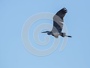 Grey Heron openwings