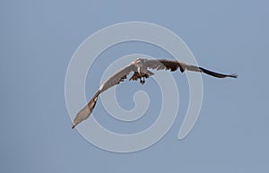 Grey Heron openwings
