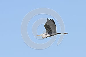 Grey heron over blue sky