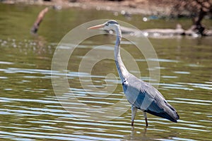Grey heron park kruger south africa reserves and protected airs of africa