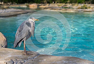 Grey Heron at Penguin Beach