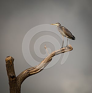 Grey Heron perched on dying branch. (Ardeidae)