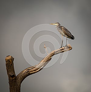Grey Heron perched on dying branch. (Ardeidae) photo