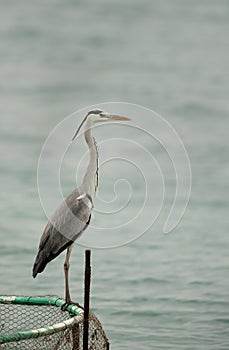 Grey Heron perched on net