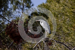Grey heron perched on a pine branch in Madrid