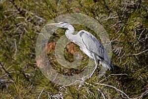 Grey heron perched on a pine branch in Madrid