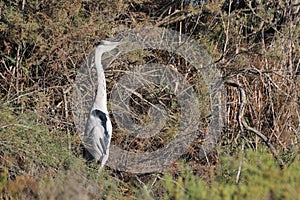 Grey heron perched on a tamarisk branch
