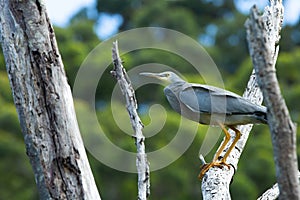 Grey heron standing at a top of a dead tree