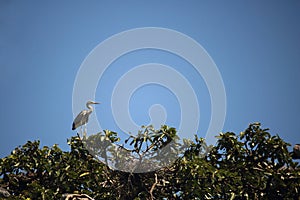 GREY HERON PERCHED ON TREE TOP