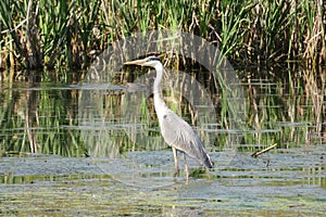 Grey heron in the pond in europe photo