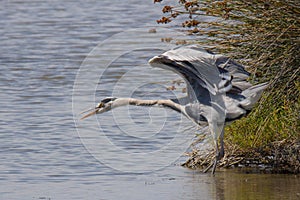 Grey Heron in Pont du Gau in Camargue