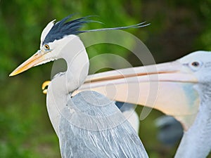 Grey heron in portrait. Detailed picture of the bird. Animal photo from nature