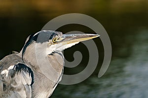 Grey Heron portrait looking out over a lake, taken in West London, Englan