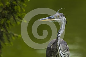 Grey heron portrait