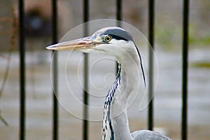 A grey heron posing for the camera