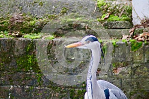 A grey heron posing for the camera