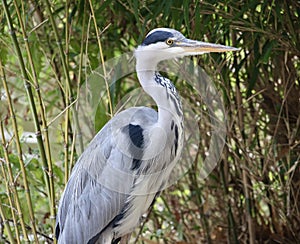 Grey heron posing in the reeds