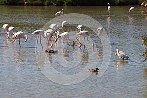 Grey heron with prey between foraging flamingos