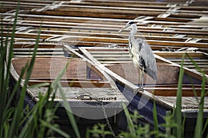 Grey Heron on Punts in Cambridge